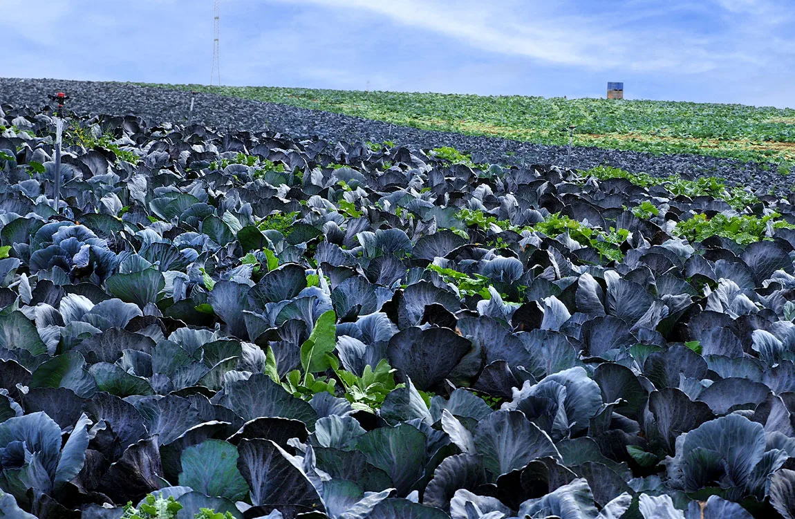 field of blue plants