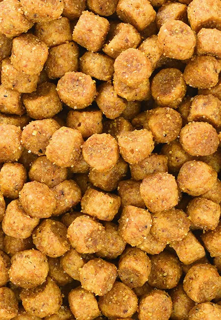 yellow brown pet kibble