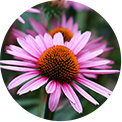 4-Echinacea
