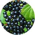 5-Elderberry